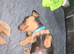 Minature dachshunds
