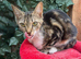 FEMALE KITTEN NEEDING LOVING HOME