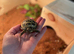 Baby Horsfield Tortoises with fully set up home and accessories