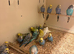 Mixed Budgies