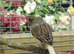 Gloster Canary male