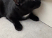 Cat for Sale