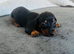 1 black tan boy available