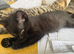 black bengal ready now