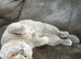 Beautiful 7-Month-Old Scottish Fold Female