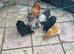12 mixed colours of Pekin hatching eggs for sale