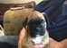 Stunning litter of boxer puppies for sale