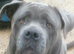 Cane corso female