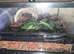 I have some Tarantulas for sale