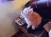 Glorious Ginger Fluffy Persian XTabby kittens
