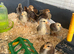 12 gorgeous mixed chicks 1 week old