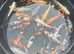 Koi forsale