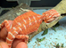 Red Monster &times; Blue Bar Baby Bearded Dragons &pound;240 (reduced)