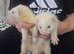 Beautiful ferret kits black eyed white