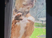 Rehomeing my pup american bully classic