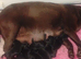 Black Labrador retriever KC REGISTERED
