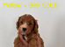 Last female Cockapoo puppy