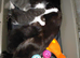 Black/white fluffy tortoise shell male kitten