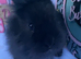 Black lionhead babies
