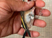 Goldfinch male very fit and healthy