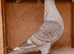 RARE RUBELLA SPREAD RACING PIGEONS