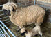 Swiss valais blacknose