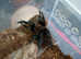 Tliltocatl vagans (Campeche), Mexican redrump. 3 1/2" inches #02