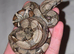 2x baby boas