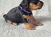 Jackapoo Puppies