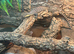 Kimberley Rock Monitor for sale