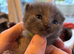 7 blue/grey British Shorthair kittens for sale
