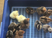 CREAMLEGBAR AND SALMON FAVEROLLE CHICKS