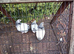 Three lovely female light Sussex bantam 3 months old