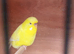 Yellow budgie