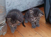 Six kittens needing homes