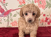 Extensively Health Tested kc toy poodle puppies