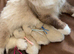 Ragdoll female bicolour