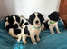 Springer Spaniel Puppies
