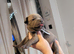beautiful puppies