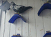 Racing pigeon