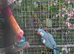 Blue Quaker part male