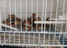 20 zebra finch as job lot