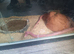 Two corn snakes
