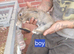8 week old bunny for sale