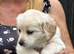 One boy one girl puppy
