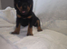 Rottweiler Puppies READY NOW