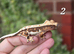 Various crested geckos