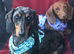 Miniature dachshunds