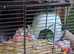 2 fancy rats