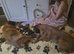 Boxer pups